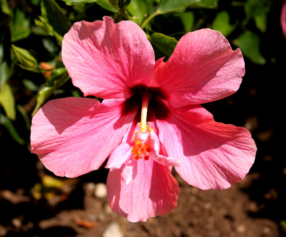 Blossom nature floral