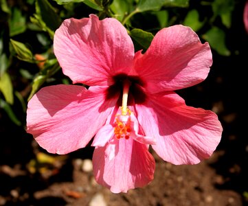 Blossom nature floral photo