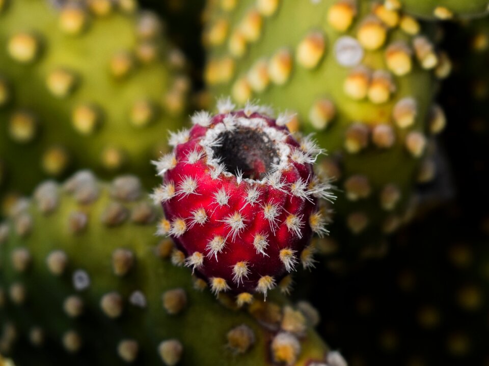 Nature mediterranean fruit
