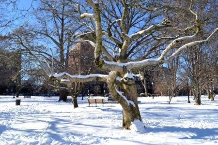 Boston, Nature, United states