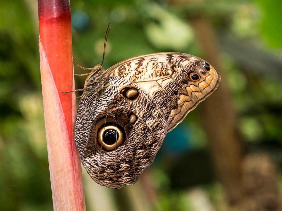 Spain butterfly leaf