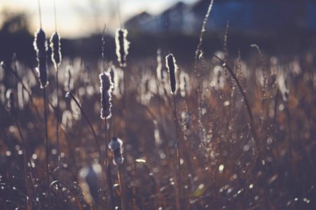 Sunset, Cat tail, Marsh photo