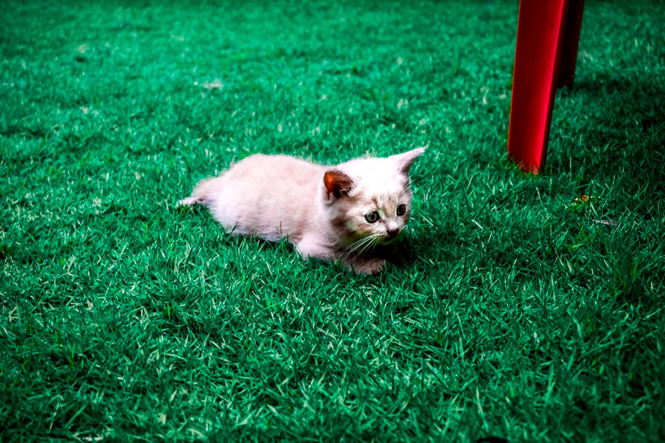 Animals, Grass, Green