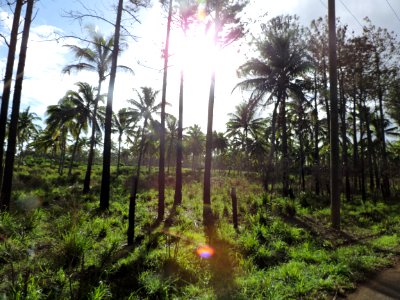 Tonga, Paradise, Isl