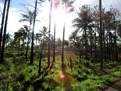 Tonga, Paradise, Isl photo