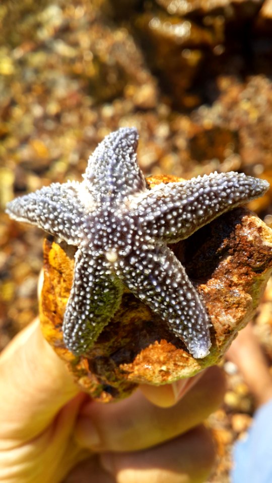 Starfish, Creature, Sea photo