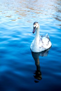 white duck on calm body of water photo