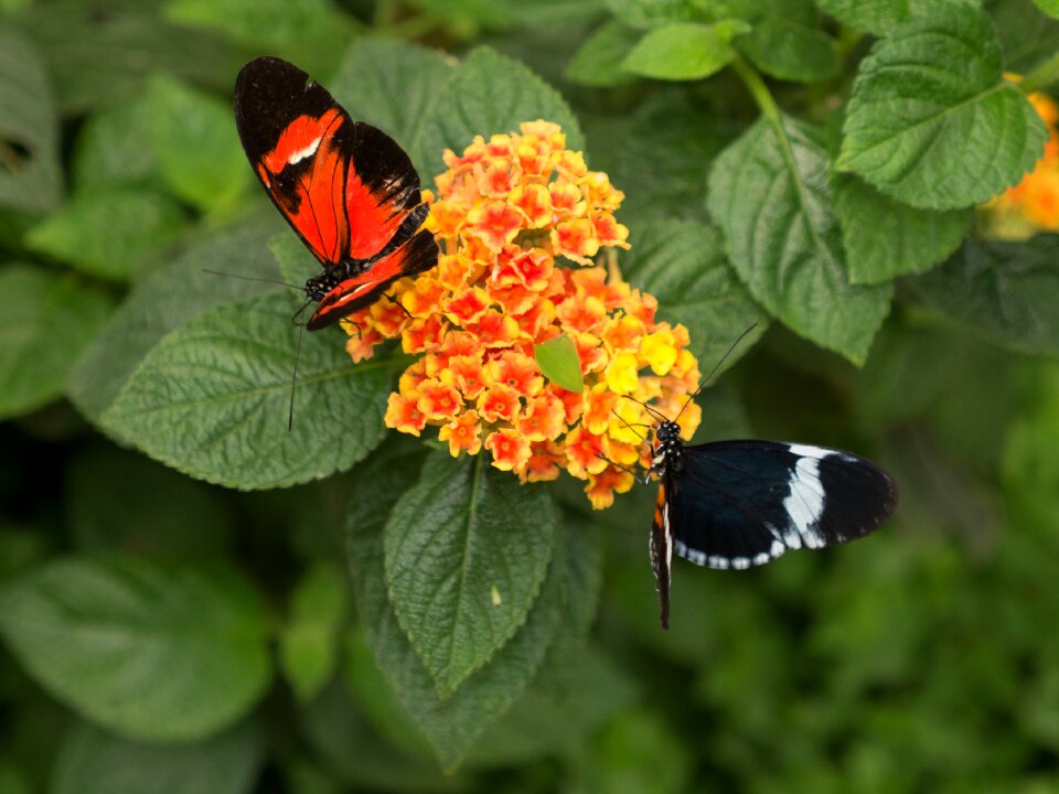 Spain butterfly leaf
