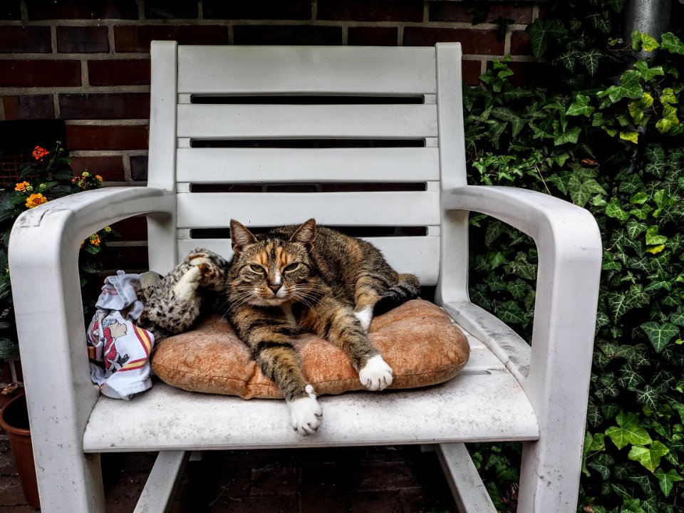 Cat, Photography, Cute
