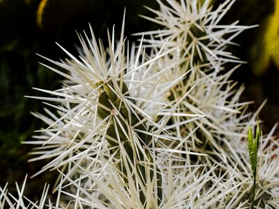 Plant flora sharp