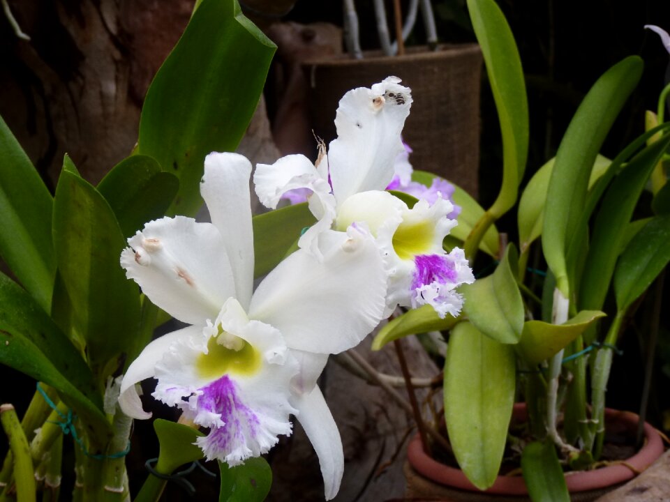 White purple plant