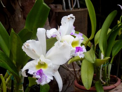 White purple plant