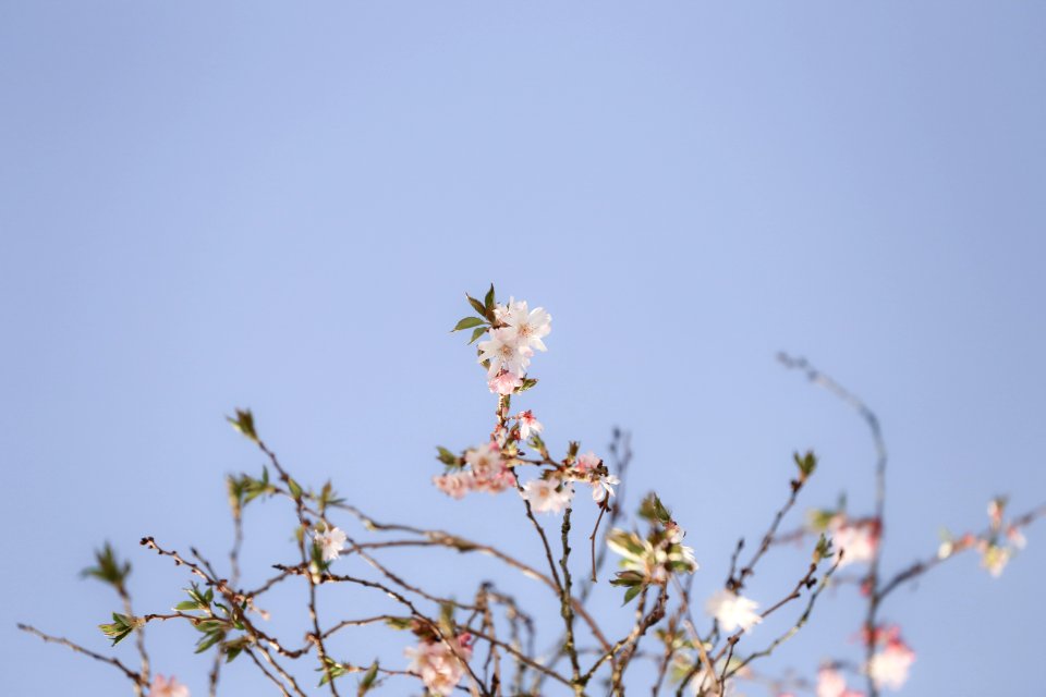Cherry tree, Sky, Tree