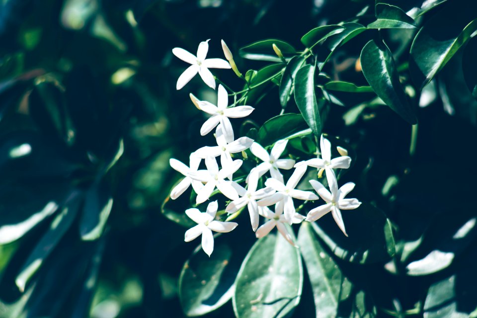 Province of messina, Italy, Flowers