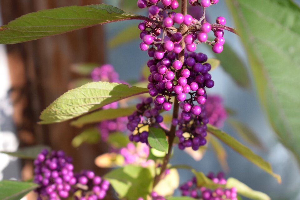 Plant flower garden