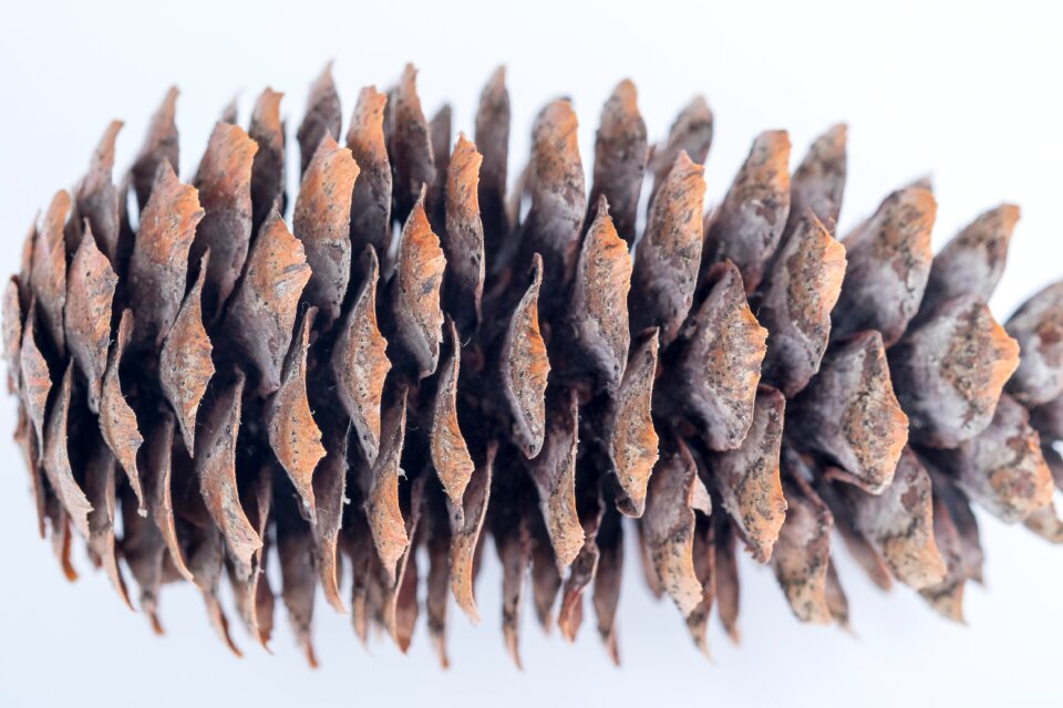Forest cones scratchy