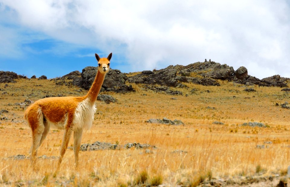 Ayacucho, Peru, Alpaca