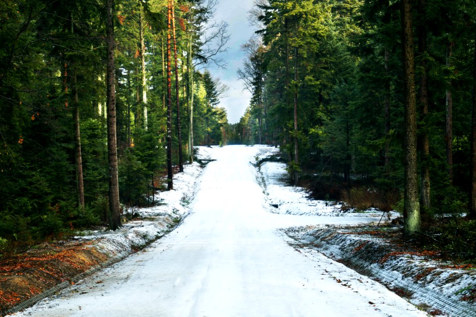 Podd bowiec, Poland, Forest