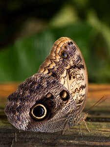 Spain butterfly leaf photo