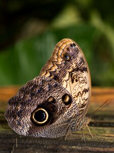 Spain butterfly leaf