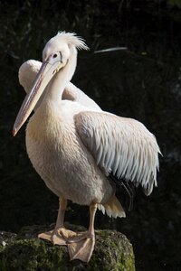 Bird sea animal photo