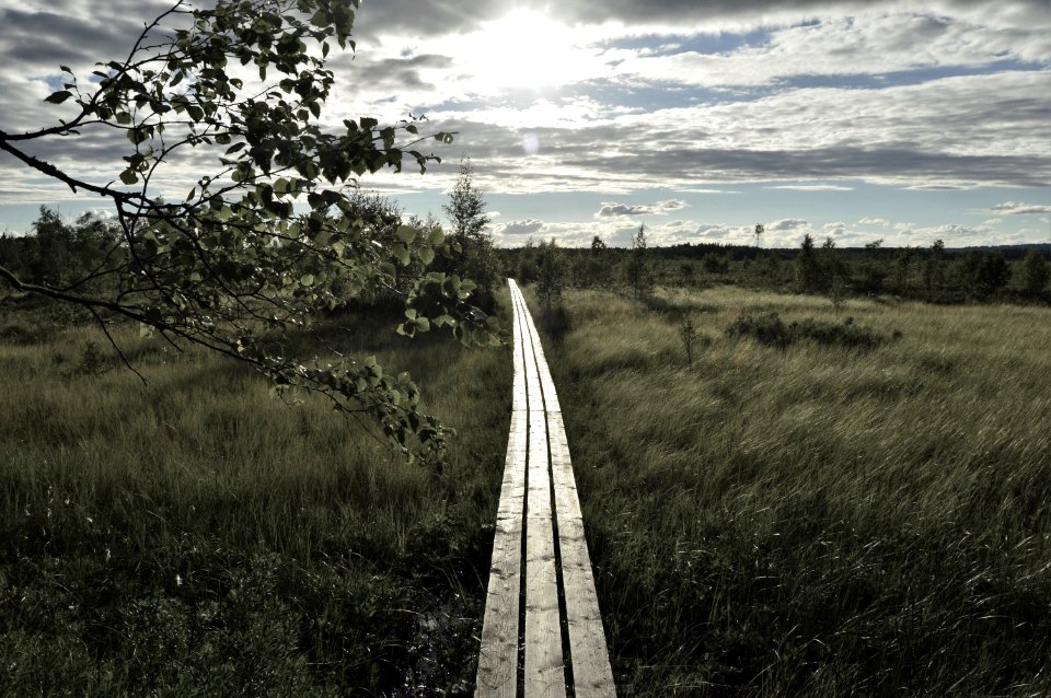 Sweden, Summer, Trees