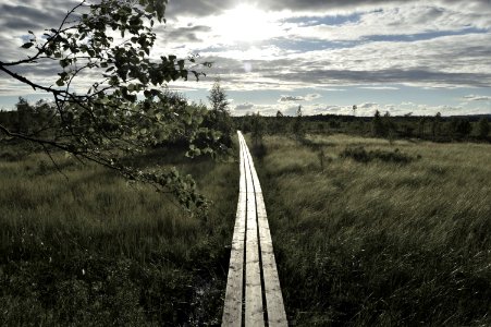 Sweden, Summer, Trees