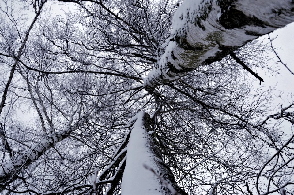 Sweden, Nature, Winter
