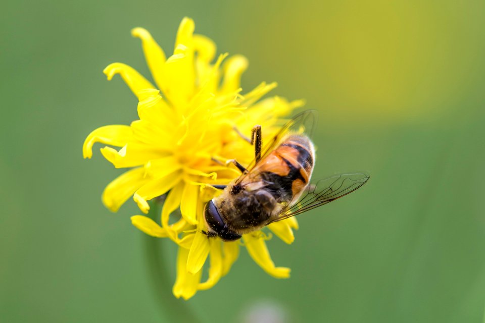 honeybee perched on yellow flower in close up photography during daytime