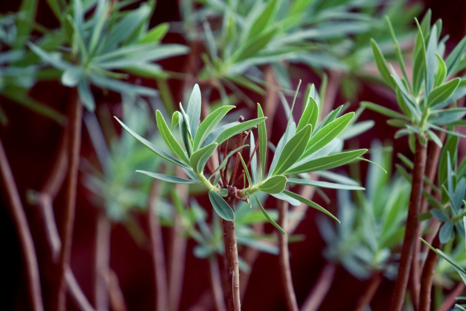 green plant in macro lens
