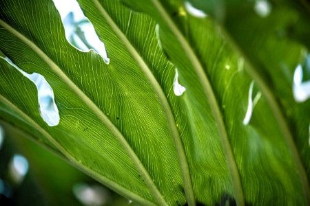 green banana leaf in close up photography