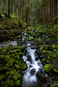 Olympic national park, Port angeles, United states photo