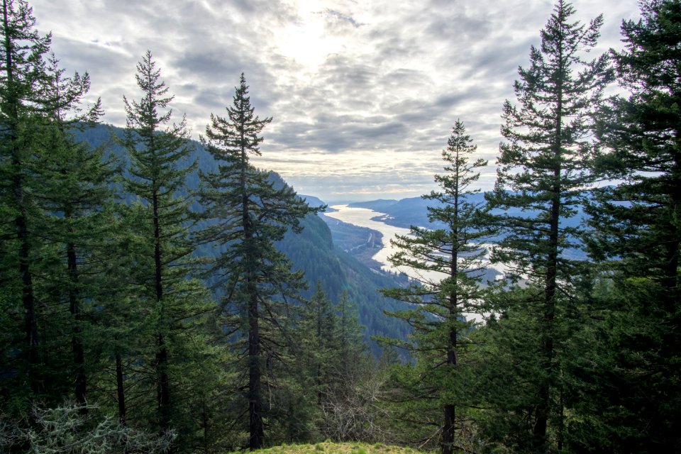 Munra point, United states, Trees