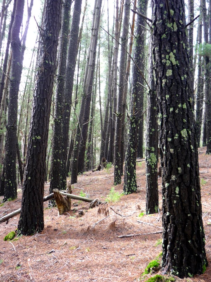 Forest, Trees