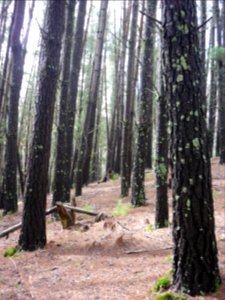 Forest, Trees