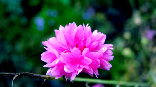 Summer, Wild flower, Dew drops photo