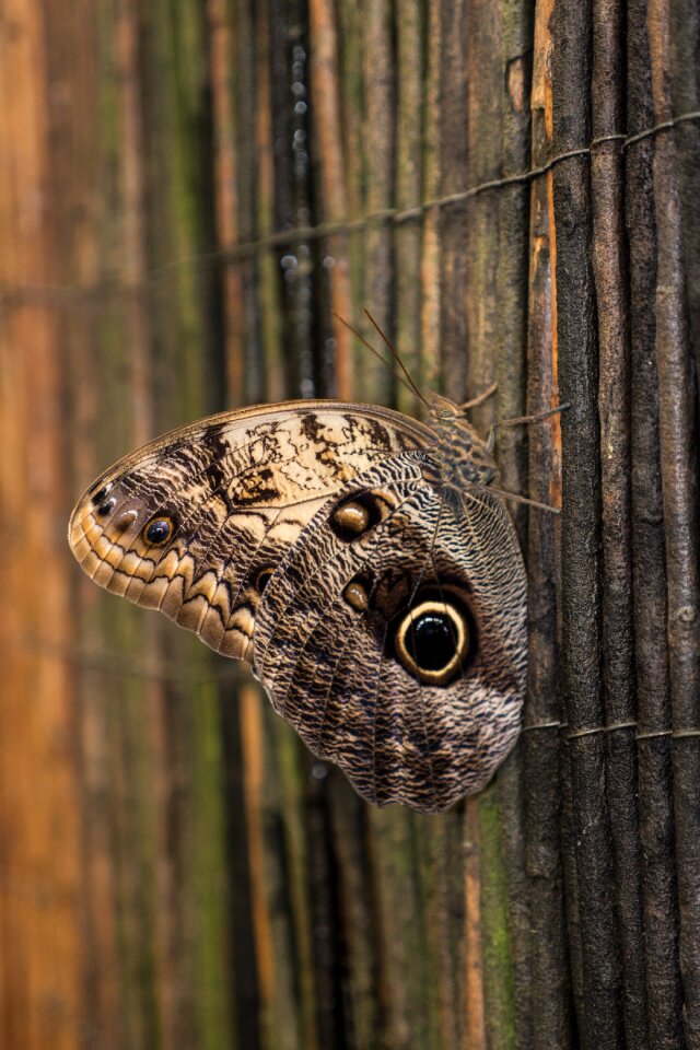 Spain butterfly leaf