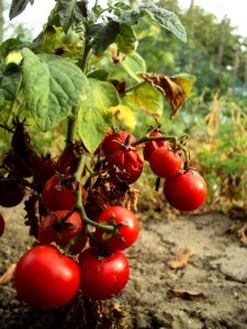 Pecica, Romania, Healthy