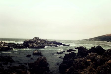 Birds, Ocean, Cloudy