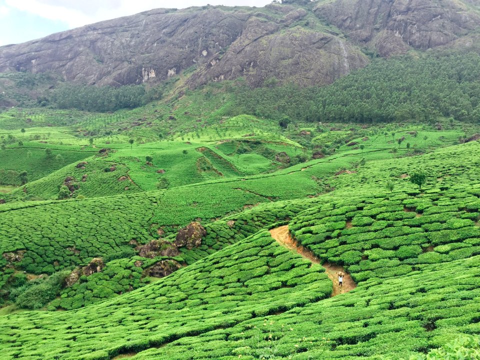 India, Munnar, Hills