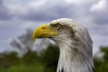 Bald eagle nature hawk conservancy