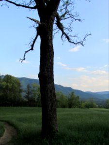 Great smoky mountains, Tree, Mountains