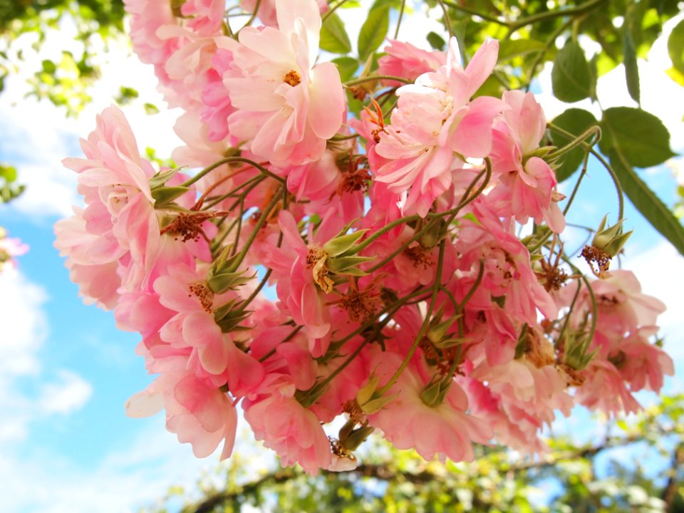 Spring, Flower, Butchant gardens