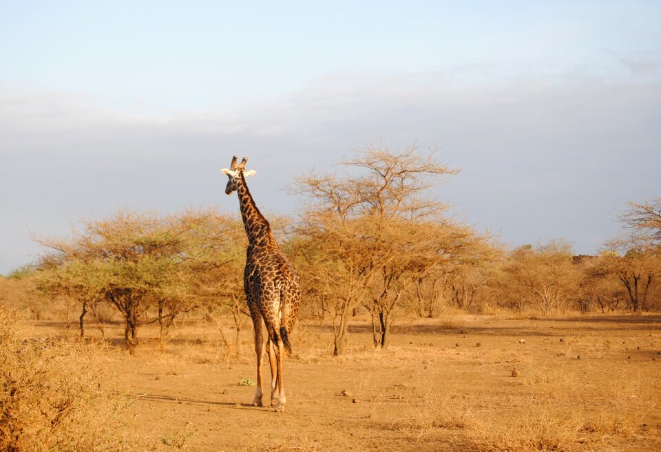 Safari national park africa
