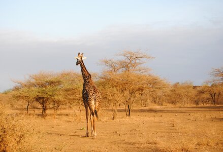 Safari national park africa photo