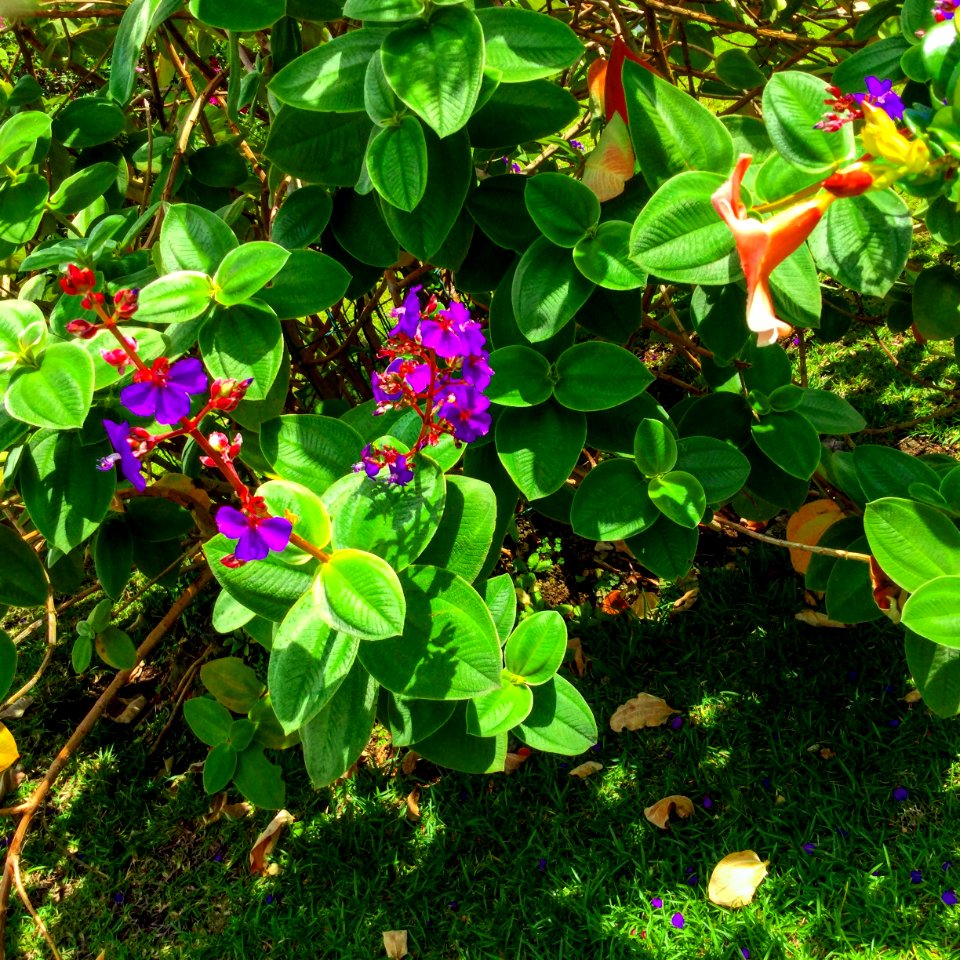 Plante, Escape, Scape