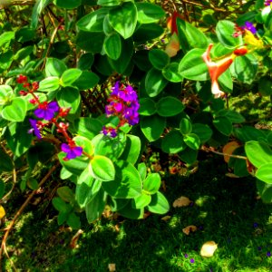 Plante, Escape, Scape