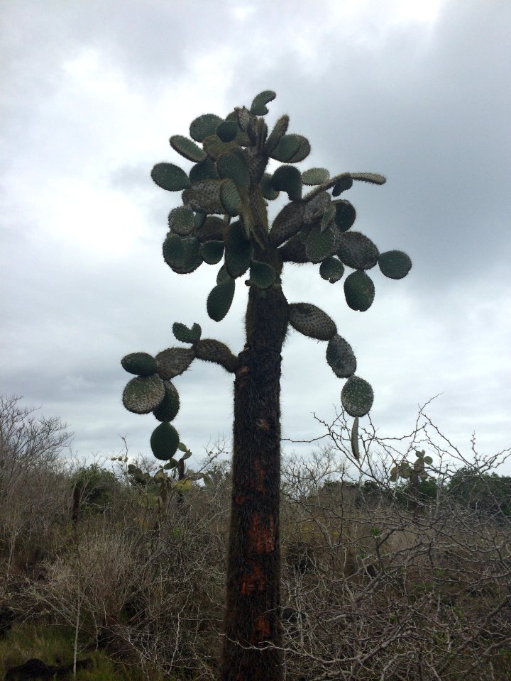 Gal pagos Island, Ecuador