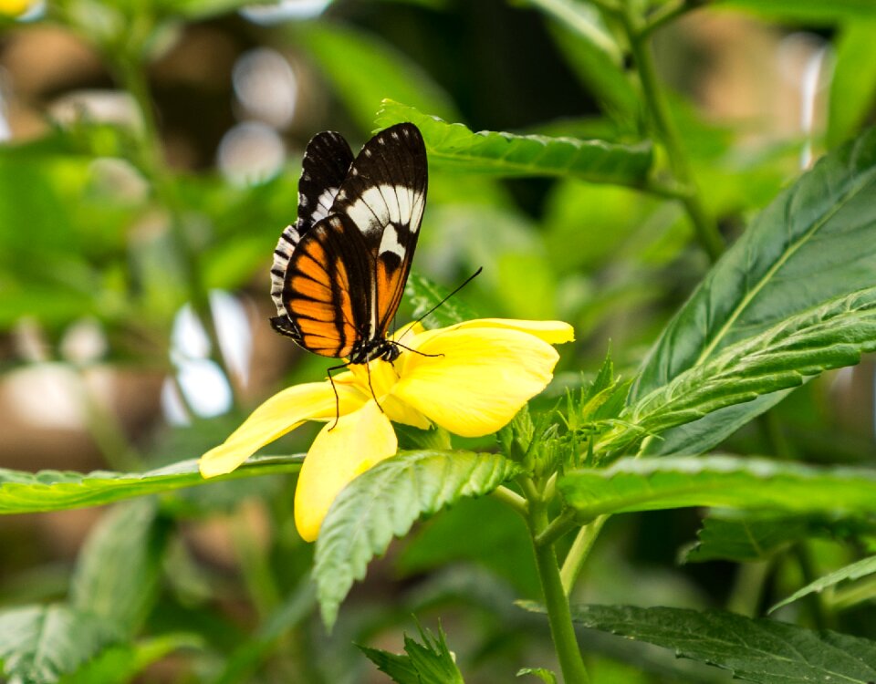 Spain butterfly leaf