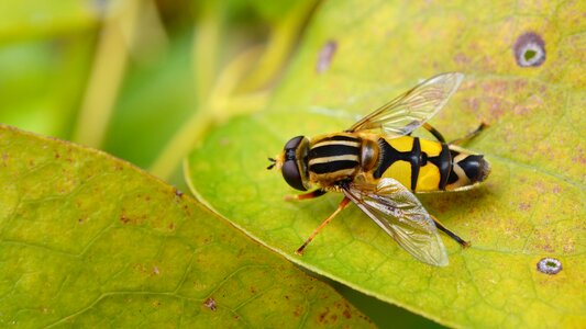 Insect animal yellow